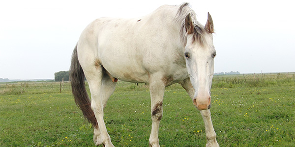 Onze Paarden